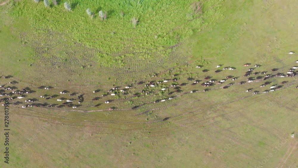 Herd of cows and bulls running along the path on the field Herd of cows and bulls running along the path on the field
