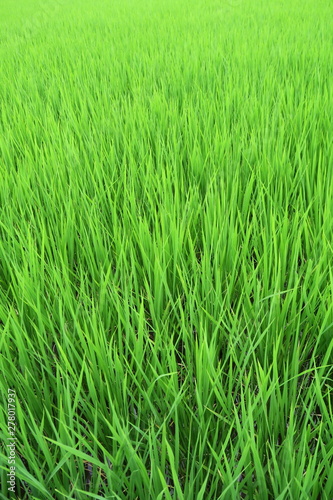 梅雨時の青田