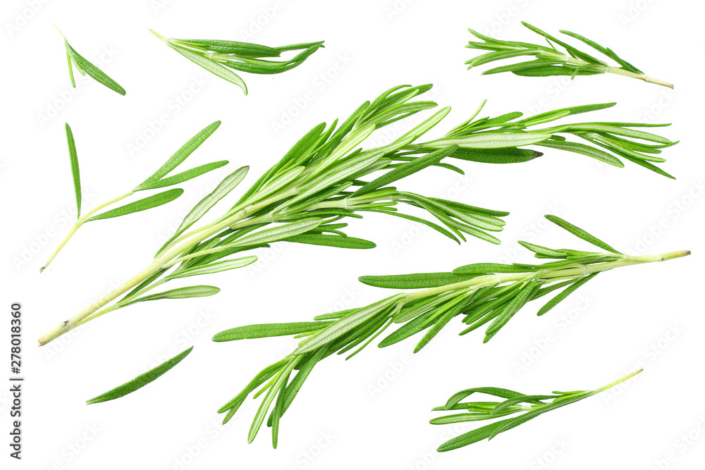 rosemary leaves isolated on white background. top view rosemary leaves isolated on white background. top view