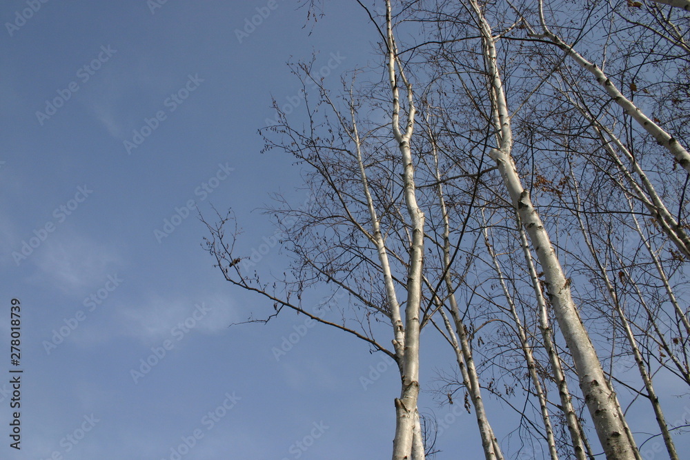 Obraz premium Birch with winter sky 