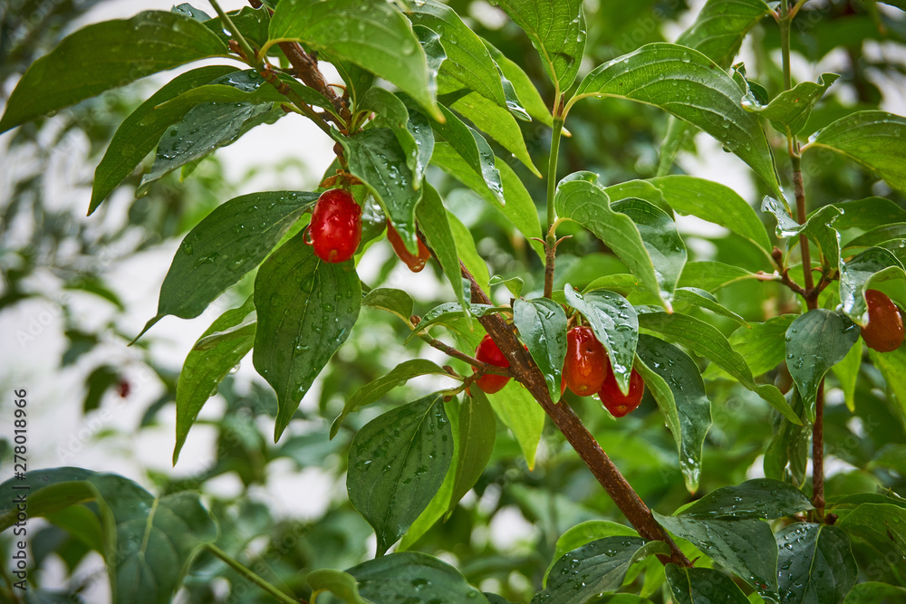 Red cornelian cherries, cornel or dogwood