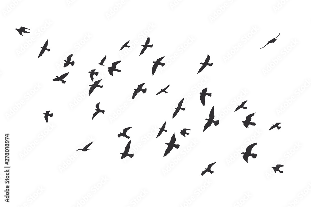 silhouette of a flock of flying birds silhouette of a flock of flying birds