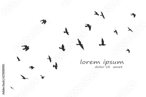 silhouette of a flock of flying birds