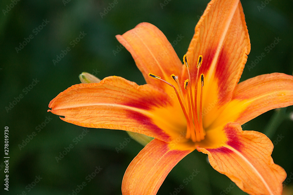 Blooming flower orange lily on green background. Close up. Shallow depth. Greeting card background. Horizontal background. Blooming flower orange lily on green background. Close up. Shallow depth. Greeting card background. Horizontal background.