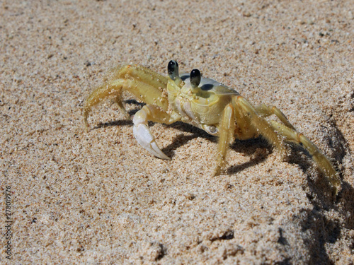 Closeup of a crab at the beach in Cuba