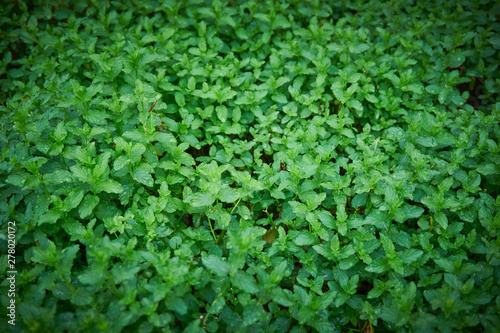 Fresh, organic green mint