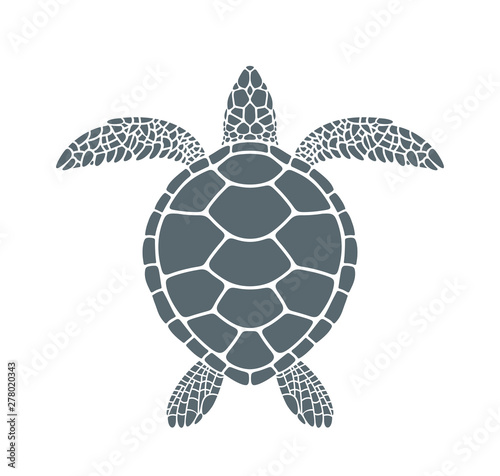Sea turtle. Isolated turtle on white background. Reptile