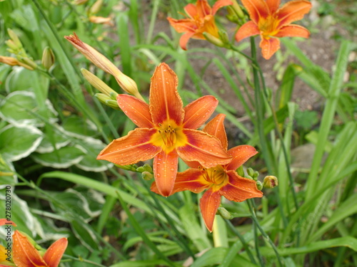 orange lily flower petals with dew drops close to