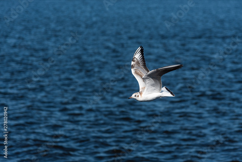 Seagulls fly in the beautiful blue sky and the sea