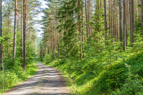 Waldästhetik