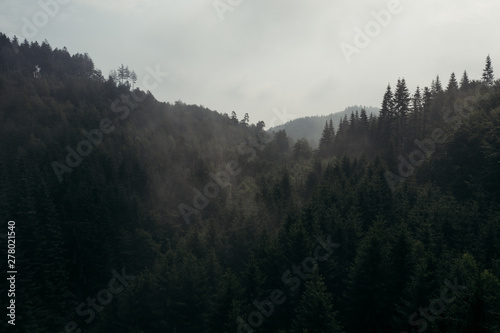 Wald Stimmung im Nebel 