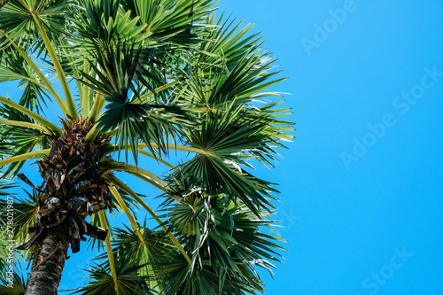 Palm trees against a beautiful blue sky