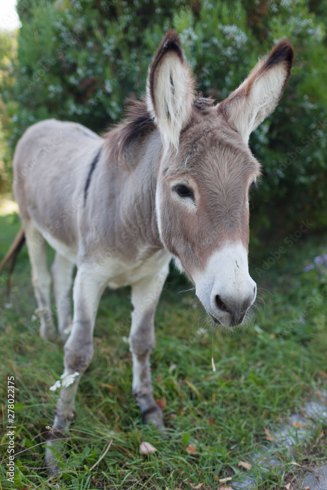 Cute donkey at natural park,enjoying nice weather,life is good Cute donkey at natural park,enjoying nice weather,life is good