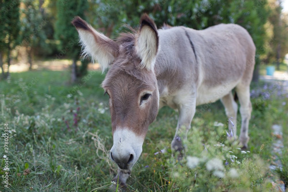 Cute donkey at natural park,enjoying nice weather,life is good Cute donkey at natural park,enjoying nice weather,life is good