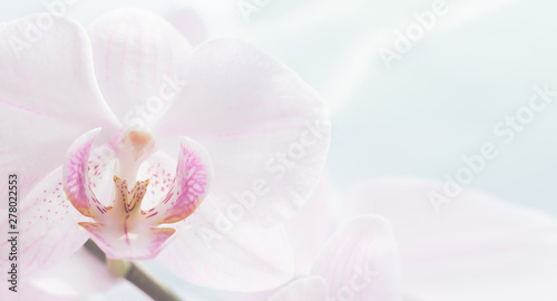 White orchid flower close up. Blur no focus. Horizontal frame. Fresh flowers natural background.