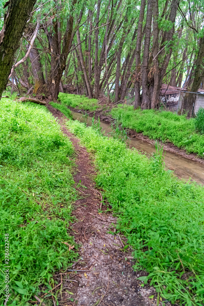Hiking trail and narow stream surrounded by grasses and trees in the forest Hiking trail and narow stream surrounded by grasses and trees in the forest