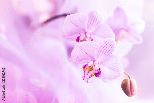 A flower of magnificent pink orchid close up. Selective focus. Horizontal frame. Fresh flowers natural background macro.