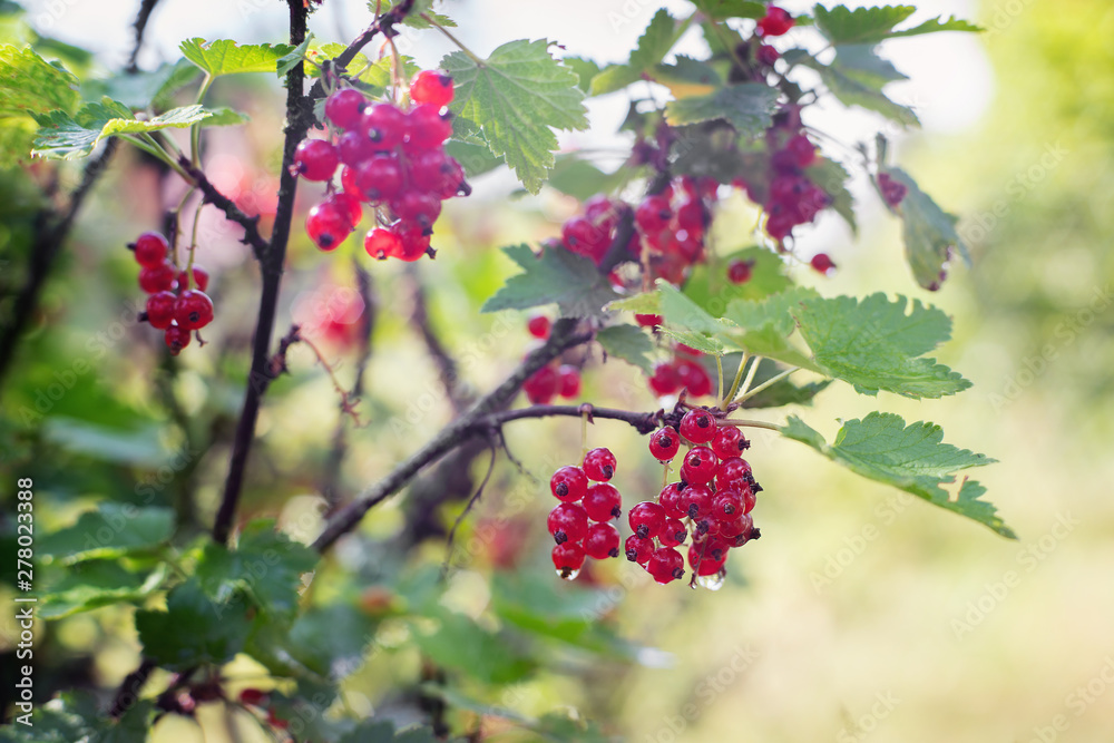 Red currants bush with berries