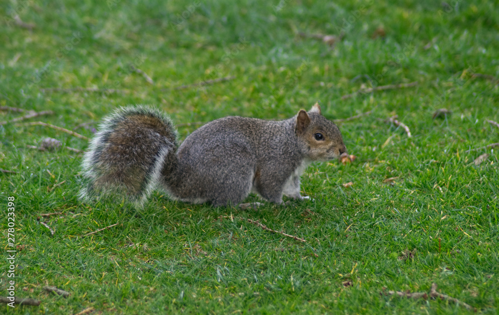 squirrel eating nut squirrel eating nut