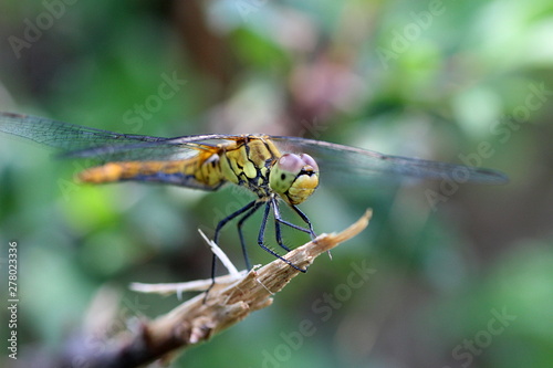 Libellule demoiselle