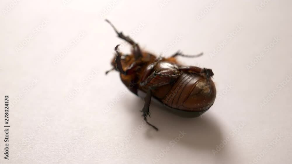 black beetle on white background is turned upside down and cannot take up correct horizontal position black beetle on white background is turned upside down and cannot take up correct horizontal position