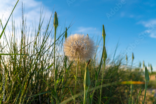 Close up of blooming white dandelion amid green grasses on a sunny day