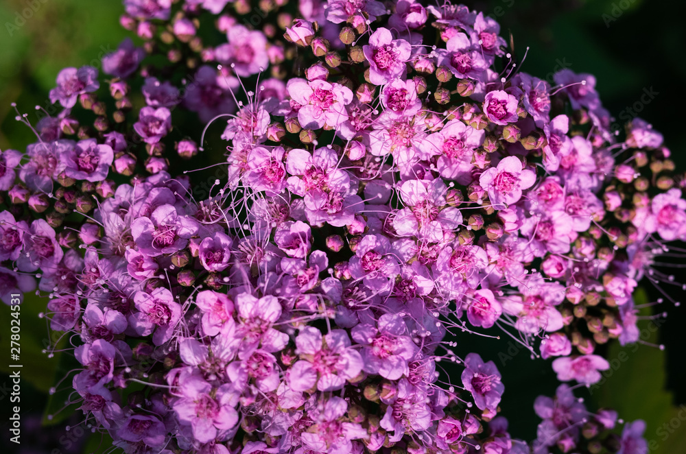 Obraz premium Small pink bush flowers close-up among greenery in contrasting light. Minimalistic concept of summer bloom, romance, for women. Place for text. Creative color processing. View from above.