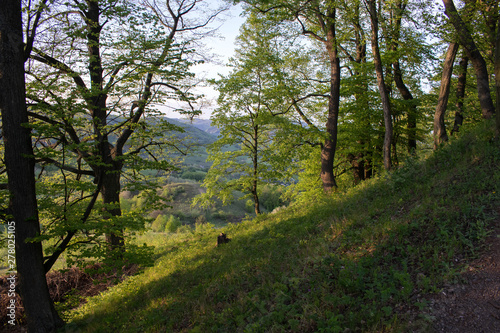 Bosque en Eslovaquia, verde, hora dorada