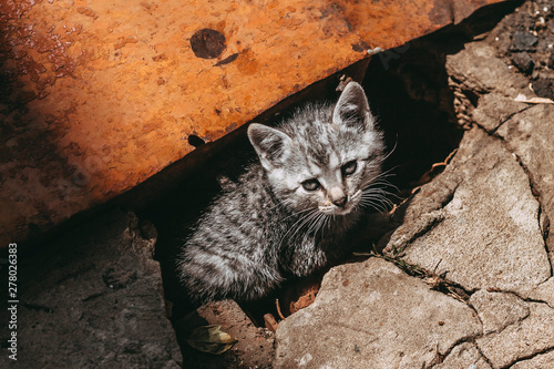 homeless gray tabby kitten on the street in ruins causes pity and sadness