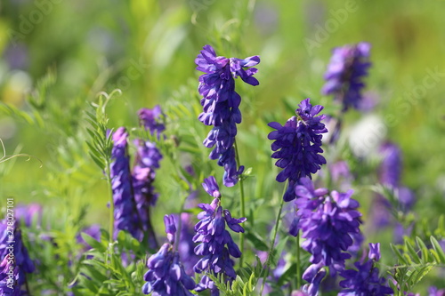 Vicia cracca. Wild vetch flowers on a summer day in Yamal photo