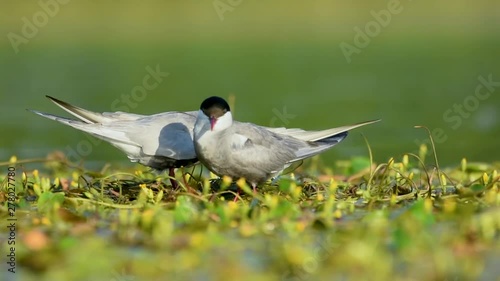 Whiskered tern on a nest with chicks photo