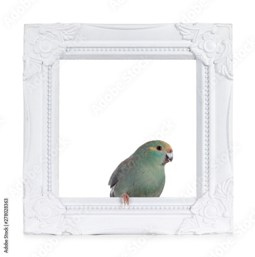 Curious turquoise Kakariki bird sitting side ways in white photo frame, looking at camera. Isolated on white background.