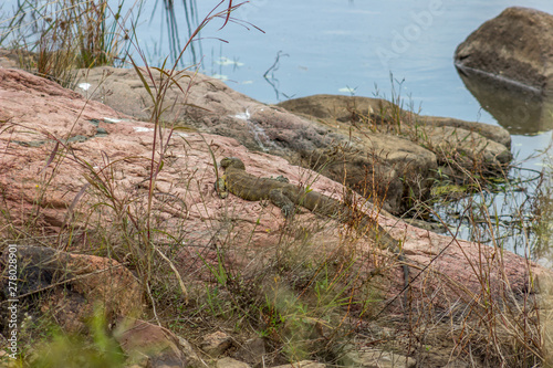nile monitor lizard