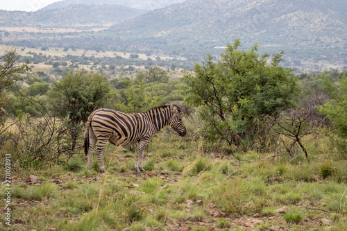 burchels Zebra