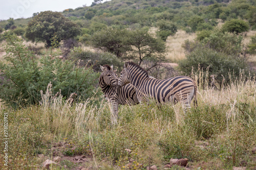 burchels Zebra
