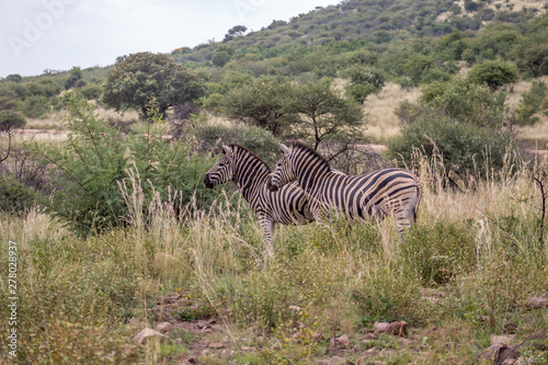 Burchels zebra in pilanesberg National Park