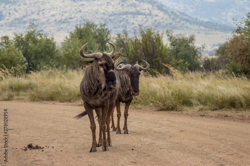 Blue wildebeest standing on road