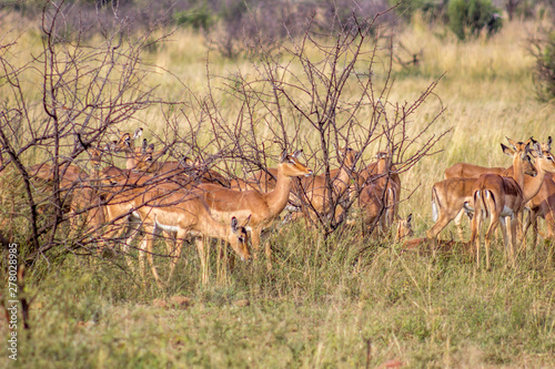 Impala antelope herd