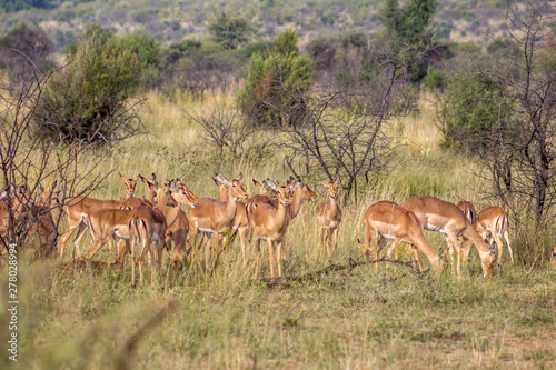Impala antelope herd