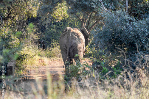 African elephant walking dont a dirt road