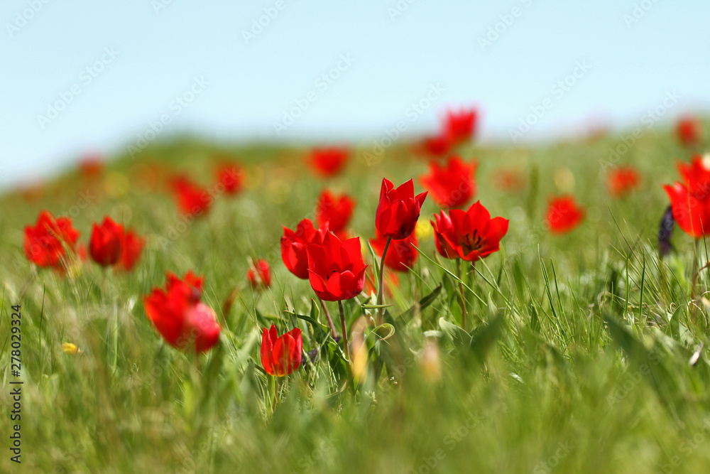 Obraz premium Multicolored tulips, wild tulips Schrenk, spring flowers bloom