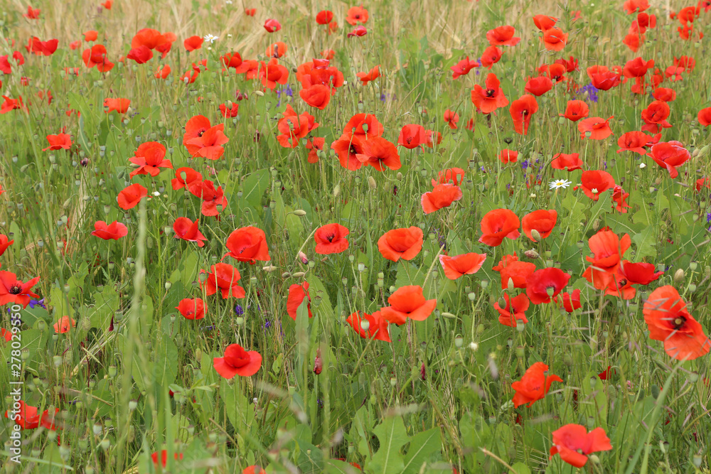 Red poppies in a field in early summer