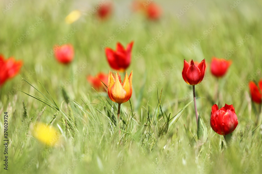 Naklejka premium Multicolored tulips, wild tulips Schrenk, spring flowers bloom