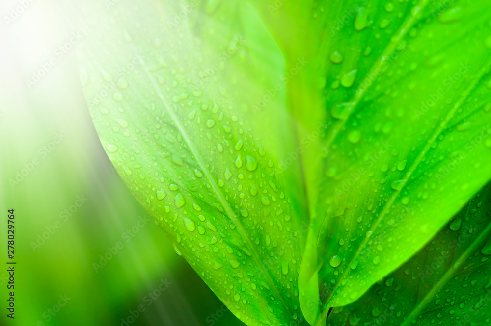 Closeup nature view of Green leaf with water drops in garden at summer under sunlight. Natural green plants landscape using as a background or wallpaper. Closeup nature view of Green leaf with water drops in garden at summer under sunlight. Natural green plants landscape using as a background or wallpaper.