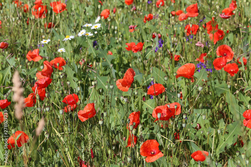 Red poppies in a field in early summer