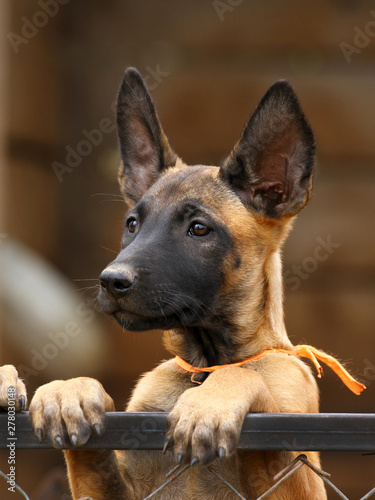 Cute puppy, belgian shepherd malinois dog, portrait of a puppy