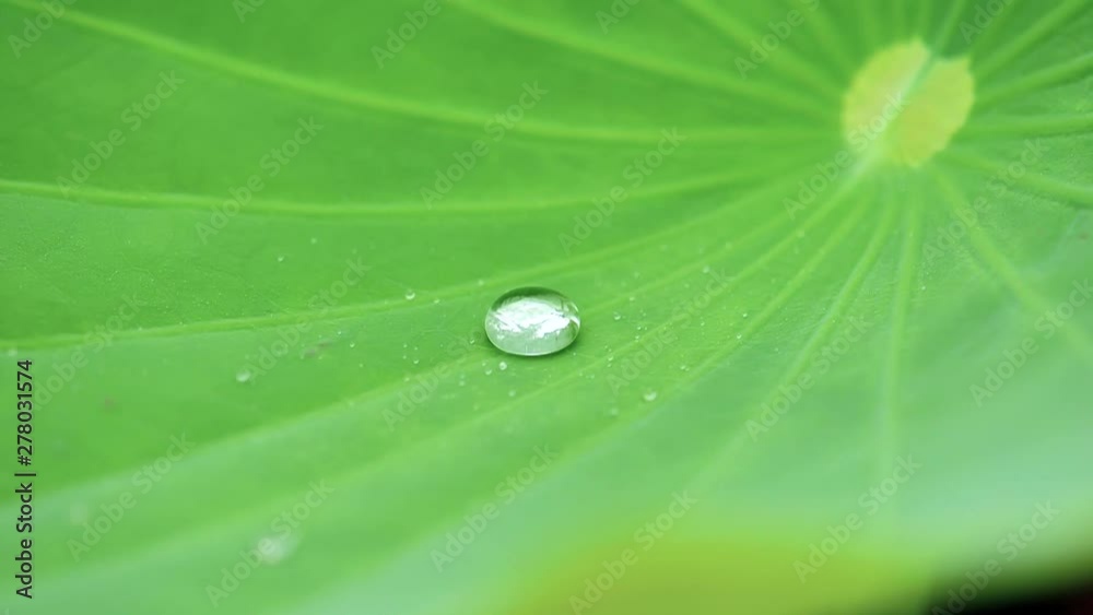close up rain water drop on nature fresh green lotus leaf , water drop dancing rolling on tropical hydrophobic surface leaf, tiny raindrops converge into large droplet, super slow motion footage. close up rain water drop on nature fresh green lotus leaf , water drop dancing rolling on tropical hydrophobic surface leaf, tiny raindrops converge into large droplet, super slow motion footage.