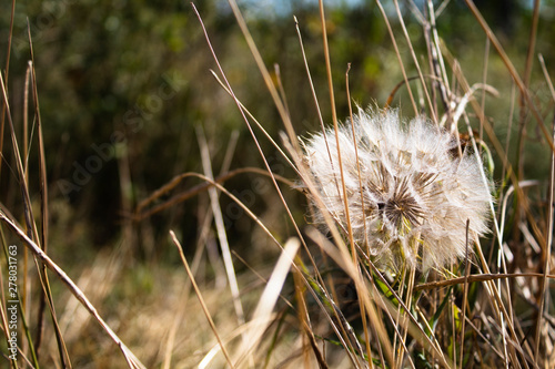 White big dandelion. Side view. There is a place for text. Copy space. Background  banner  postcard.