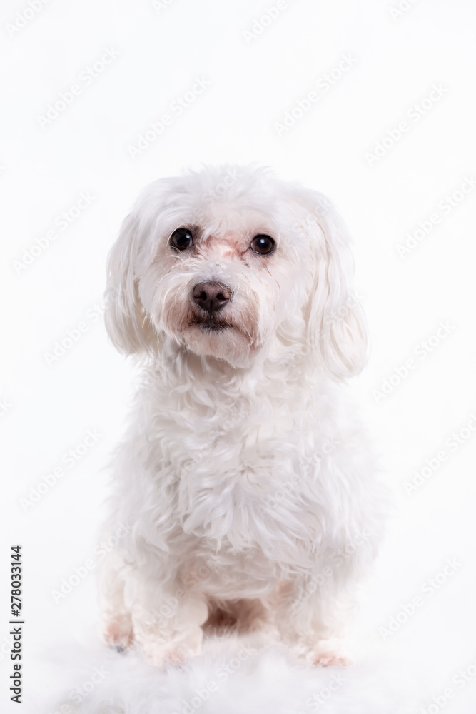 Portrait of a Maltese dog sitting on a chair against a white background Portrait of a Maltese dog sitting on a chair against a white background