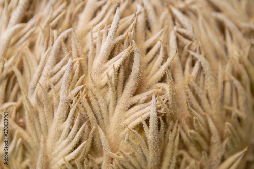Closeup female sago palm plant  nature concept background  heart of sago palm